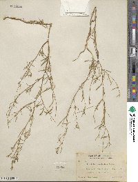 Gayophytum ramosissimum image