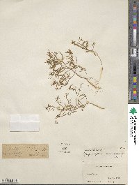 Gayophytum ramosissimum image