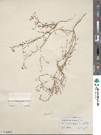 Gayophytum ramosissimum image