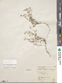 Gayophytum ramosissimum image