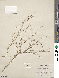 Gayophytum ramosissimum image