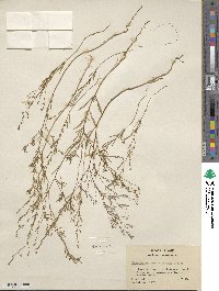 Gayophytum ramosissimum image