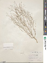 Gayophytum ramosissimum image