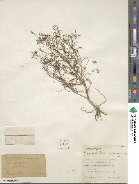 Gayophytum ramosissimum image
