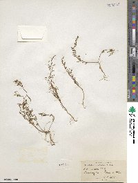 Gayophytum ramosissimum image
