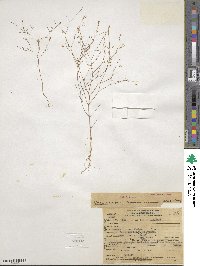 Gayophytum ramosissimum image