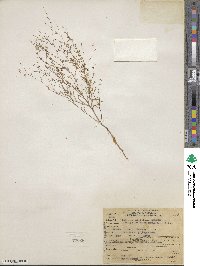 Gayophytum ramosissimum image