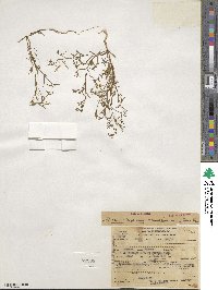 Gayophytum ramosissimum image