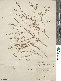 Gayophytum ramosissimum image