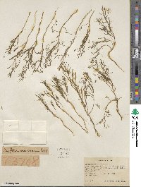 Gayophytum ramosissimum image