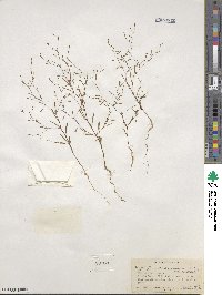 Gayophytum ramosissimum image
