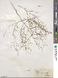 Gayophytum ramosissimum image