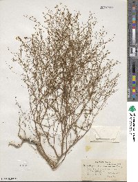 Gayophytum ramosissimum image