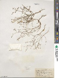 Gayophytum ramosissimum image