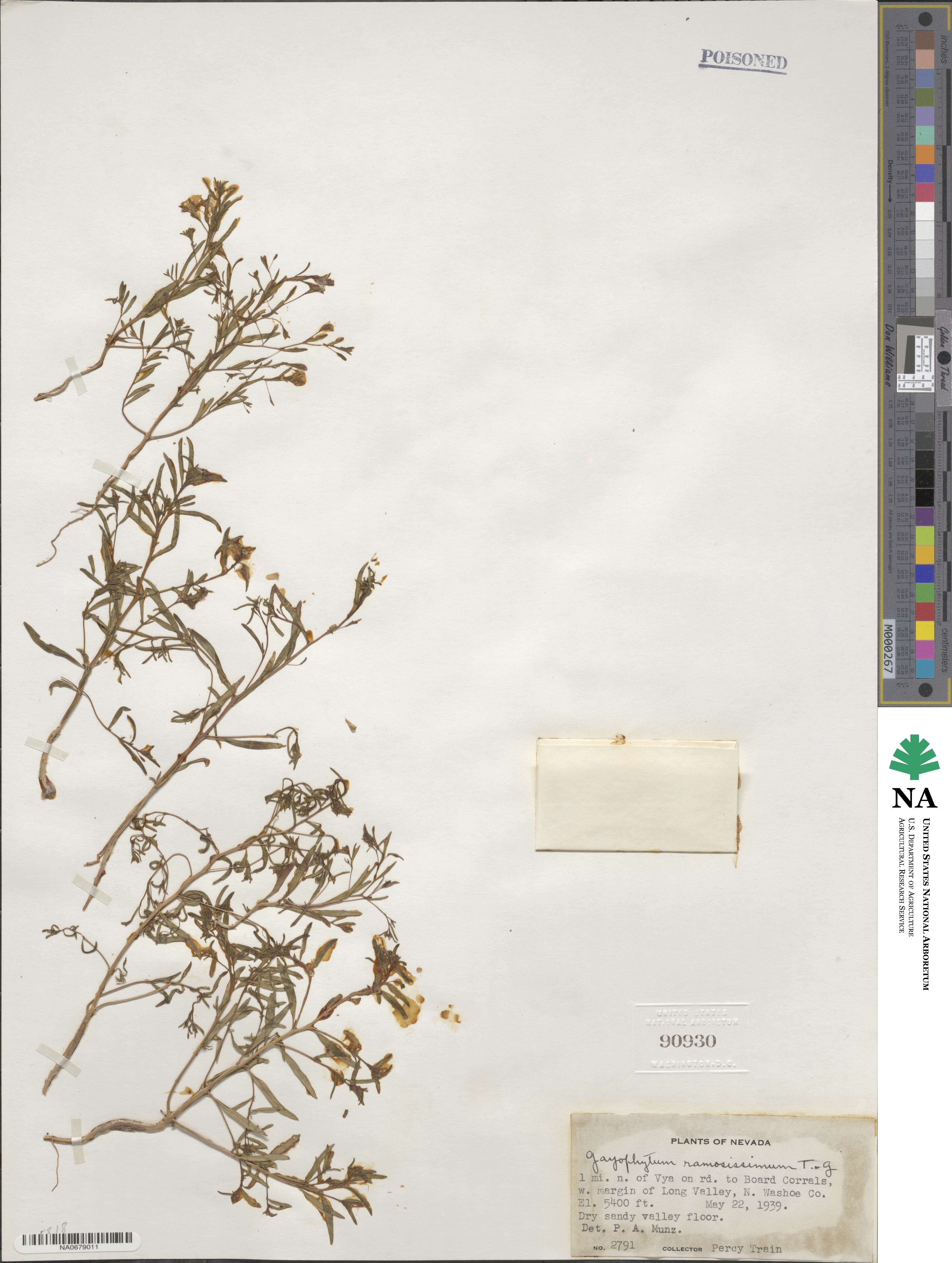 Gayophytum ramosissimum image