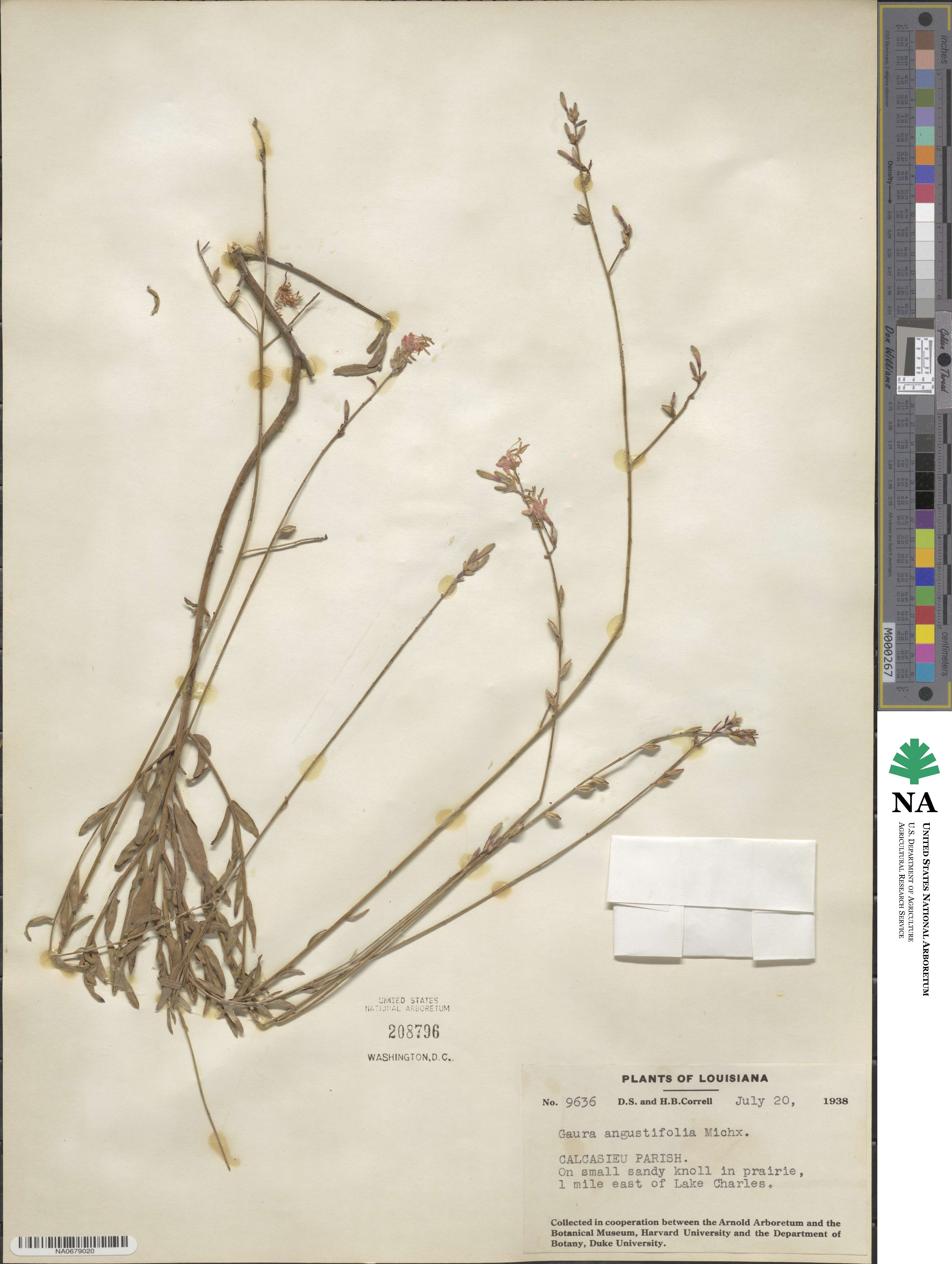 Gaura angustifolia image