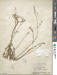 Gaura angustifolia image