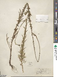 Gaura angustifolia image