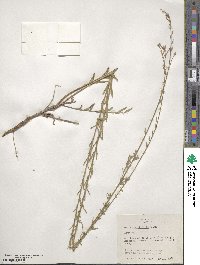 Gaura angustifolia image