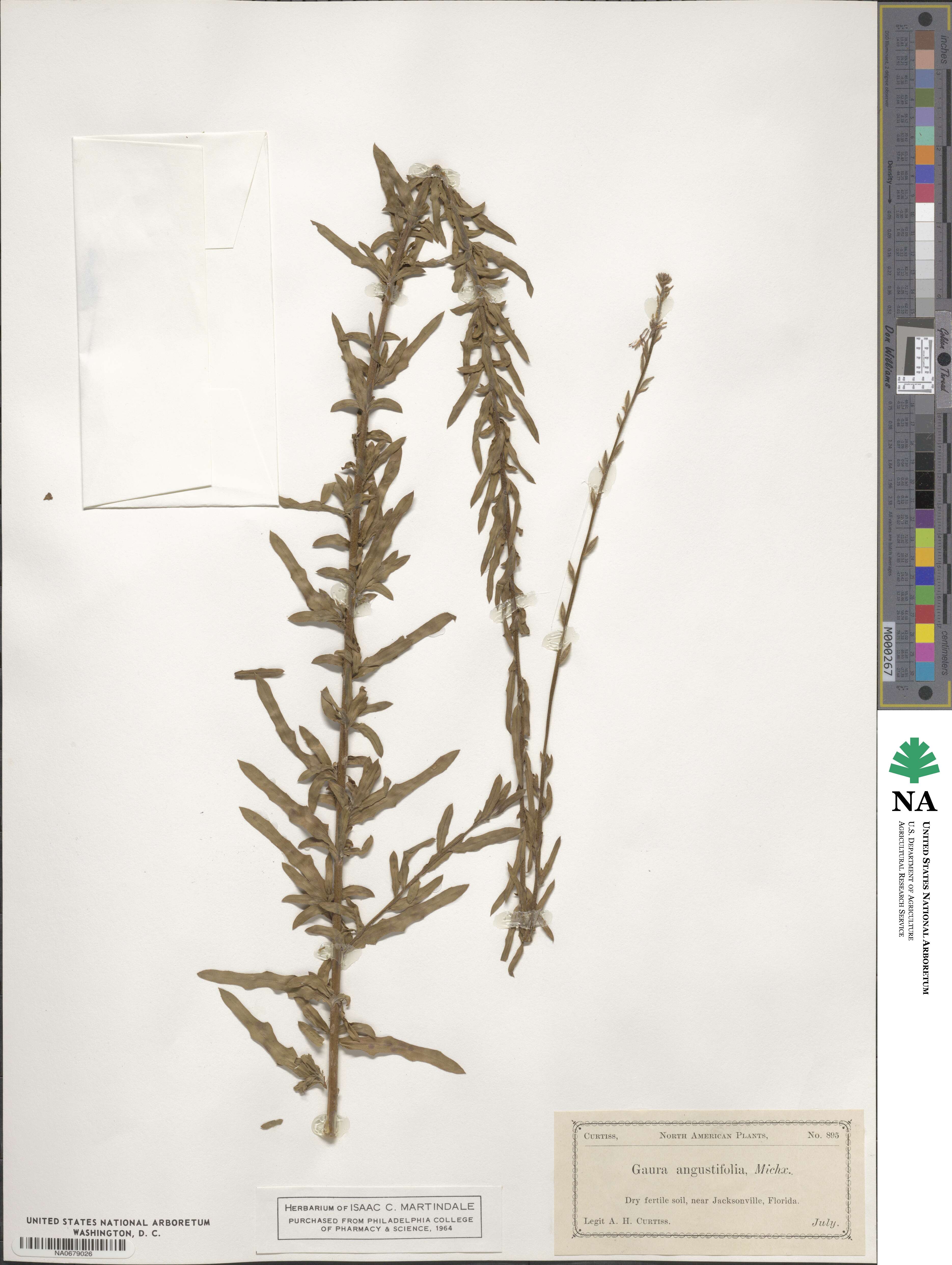 Gaura angustifolia image