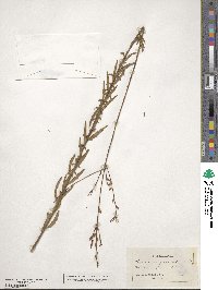 Gaura angustifolia image