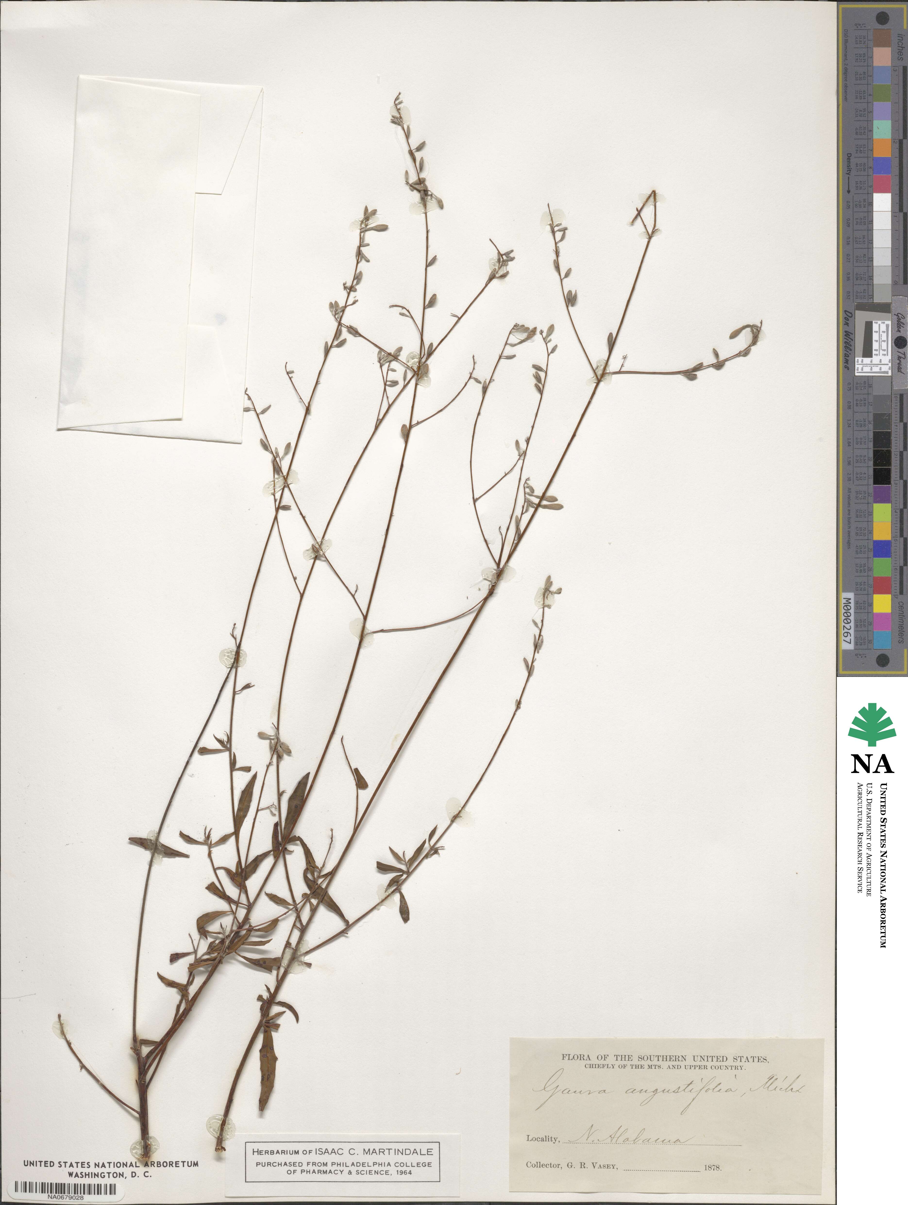 Gaura angustifolia image