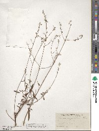 Gaura angustifolia image