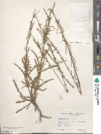 Gaura angustifolia image