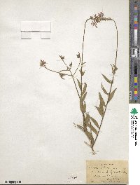 Oenothera gaura image