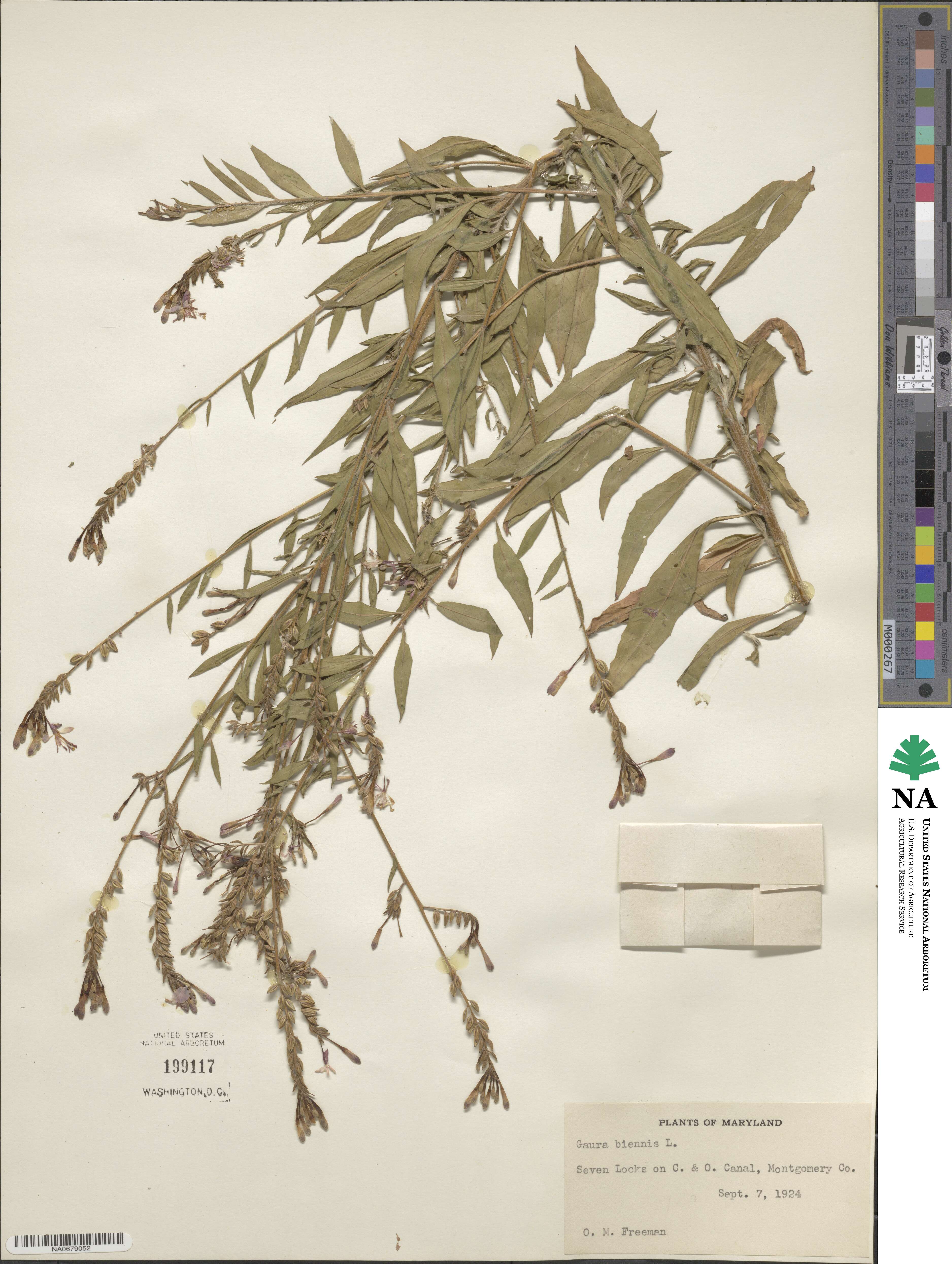 Oenothera gaura image
