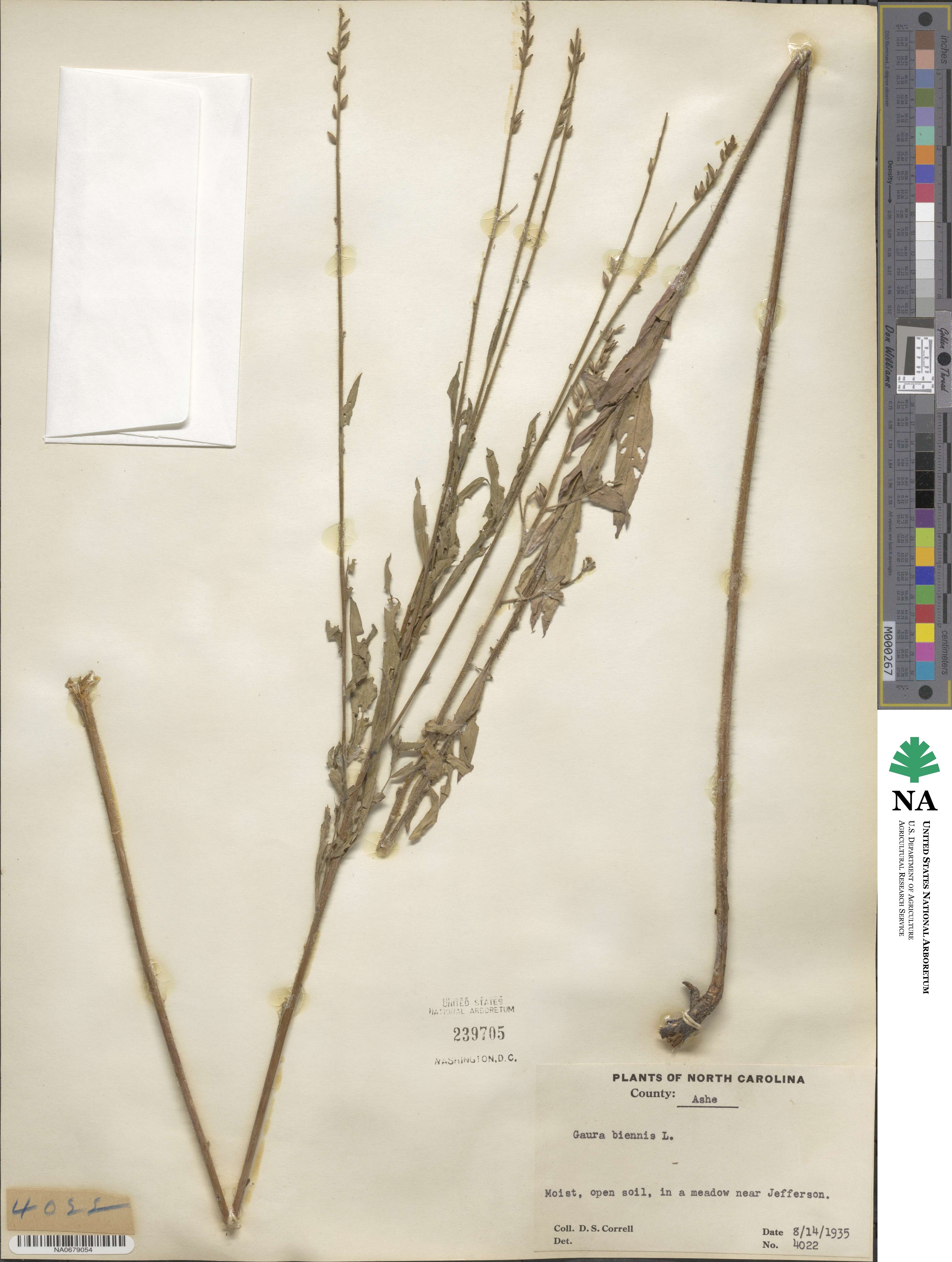 Oenothera gaura image