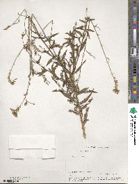 Oenothera gaura image