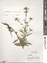 Oenothera gaura image