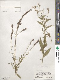 Oenothera gaura image