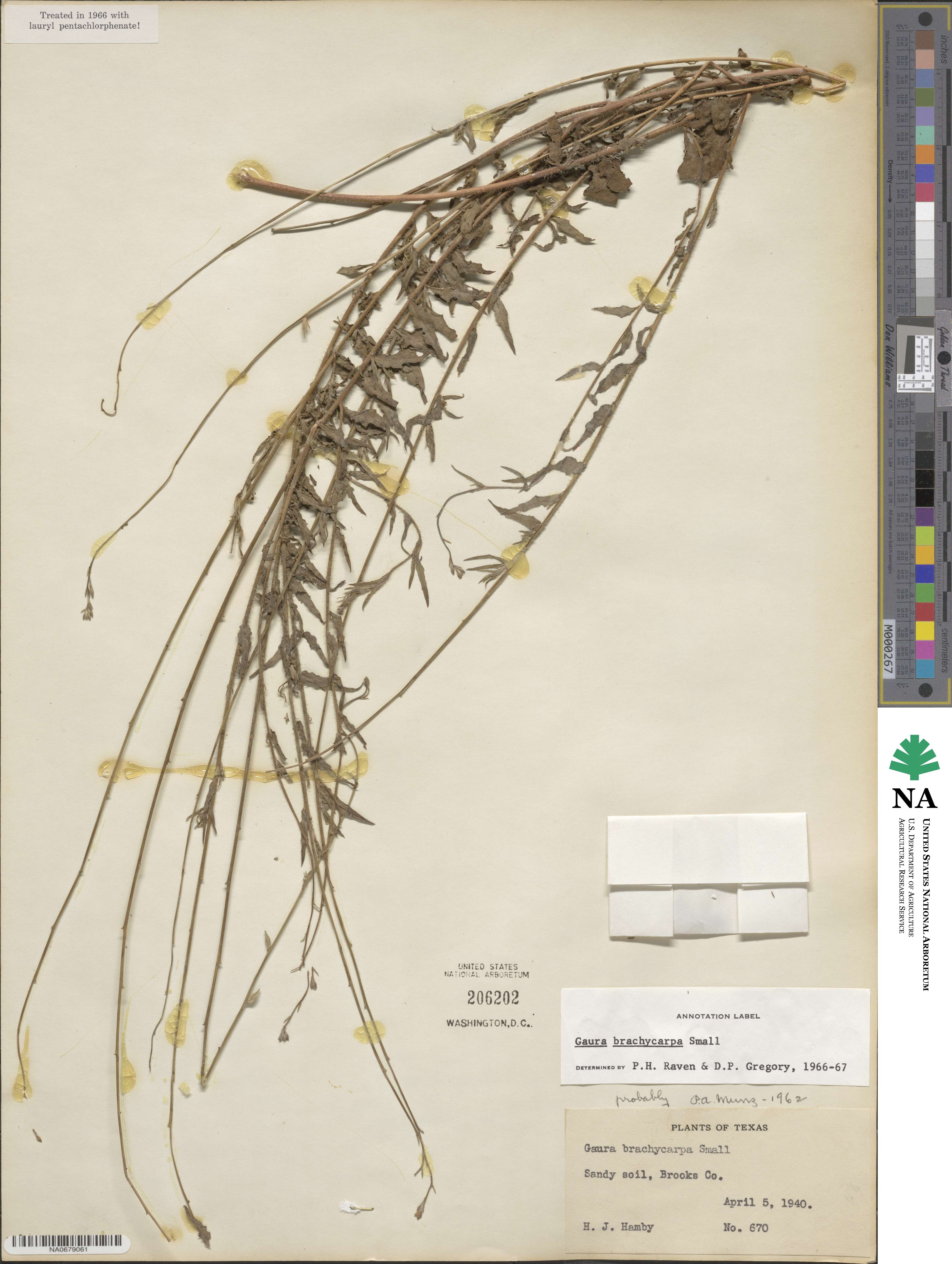 Oenothera patriciae image