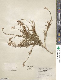 Oenothera suffrutescens image