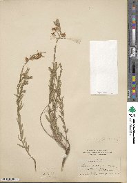 Oenothera suffrutescens image