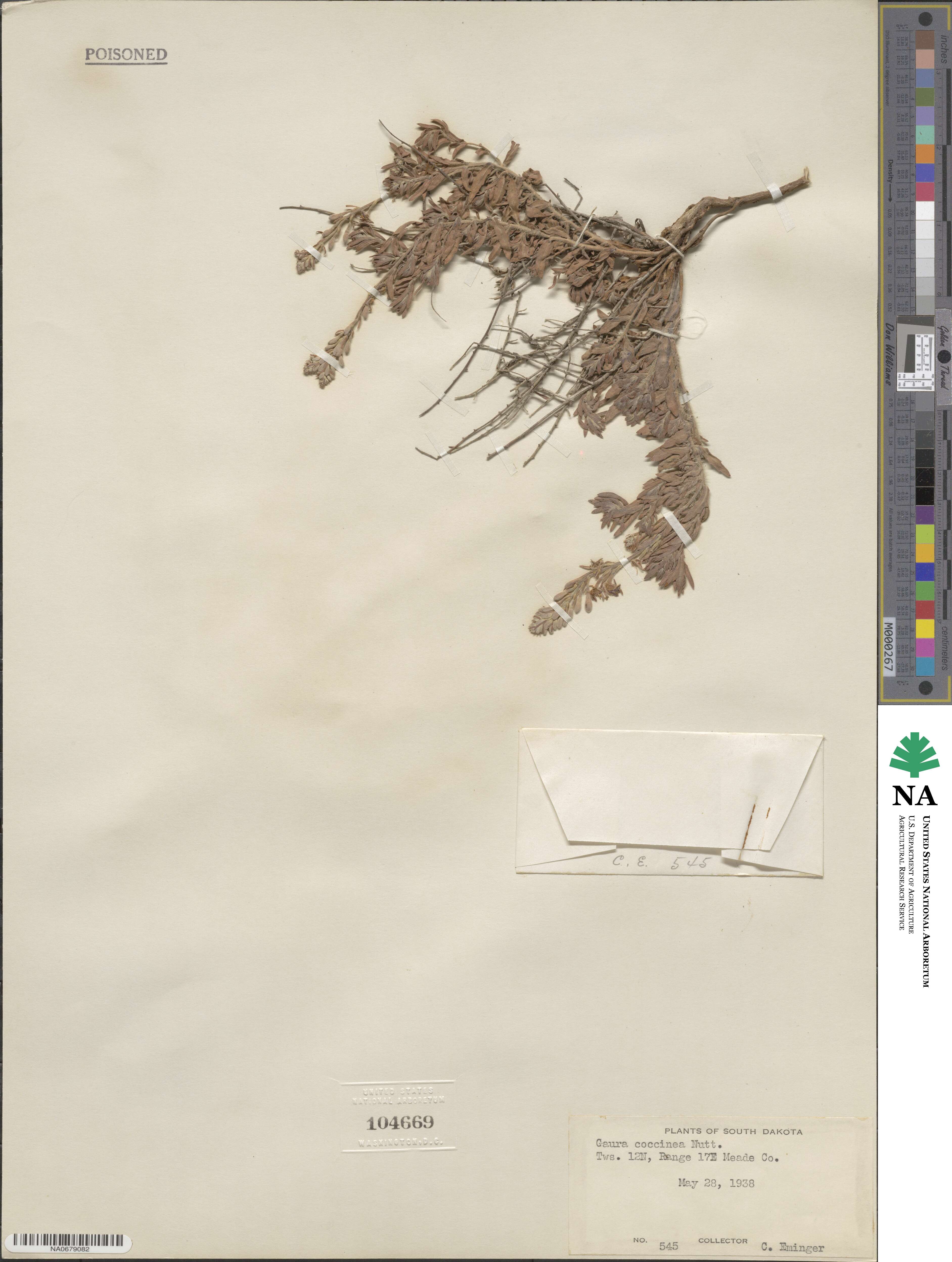 Oenothera image