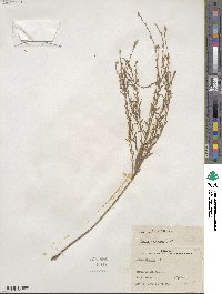 Oenothera suffrutescens image