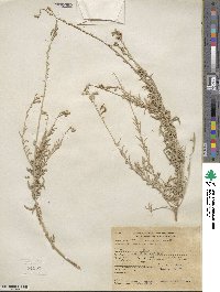 Oenothera suffrutescens image