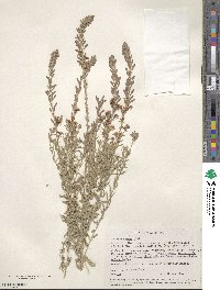 Oenothera suffrutescens image