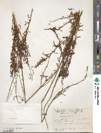 Oenothera suffrutescens image