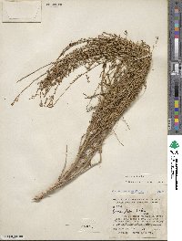 Oenothera suffrutescens image