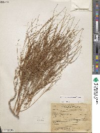 Oenothera suffrutescens image