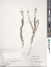 Oenothera suffrutescens image