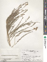 Oenothera suffrutescens image