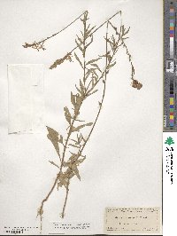 Oenothera xenogaura image