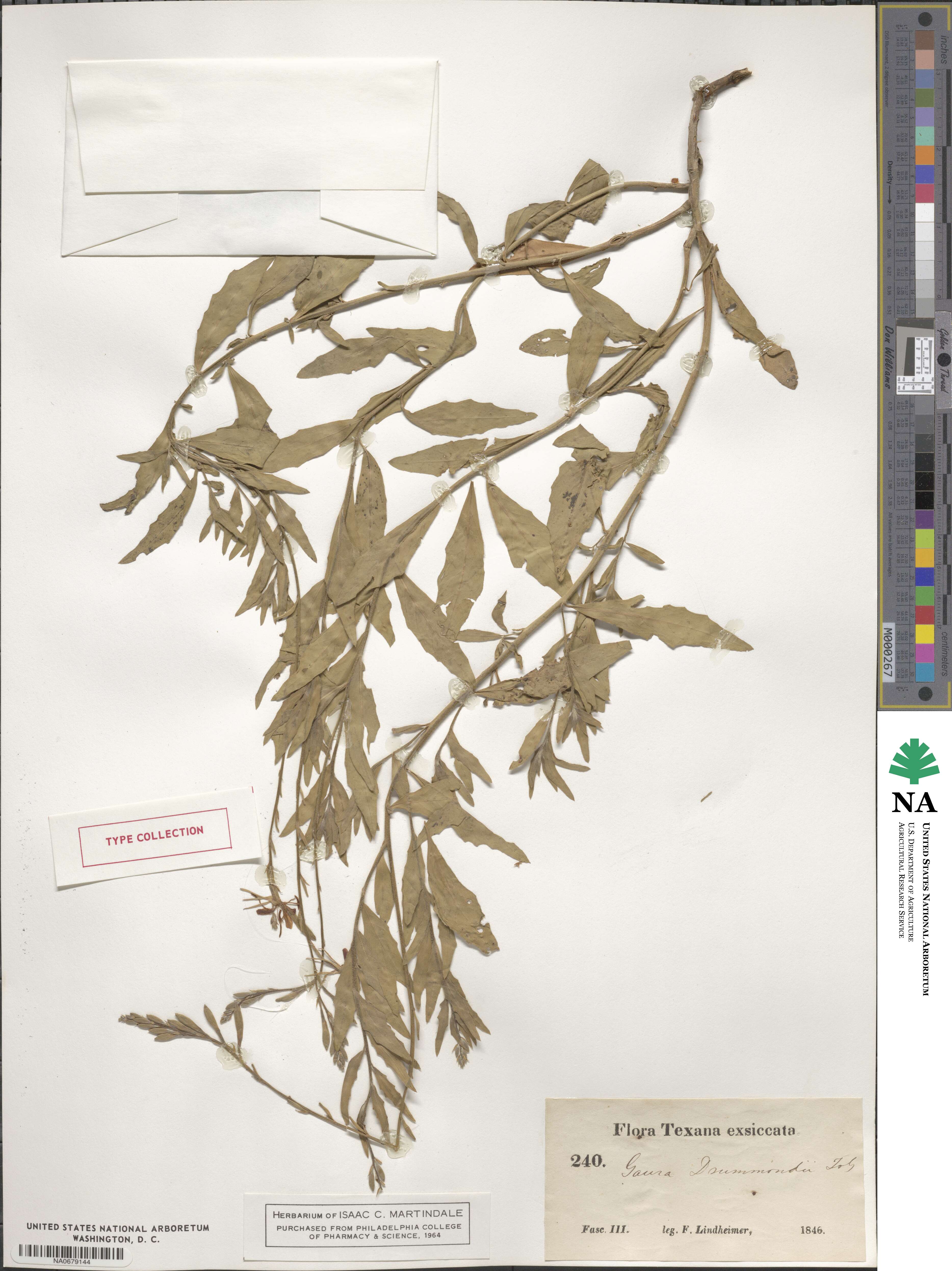 Oenothera xenogaura image