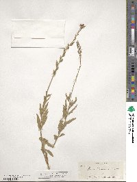 Oenothera xenogaura image