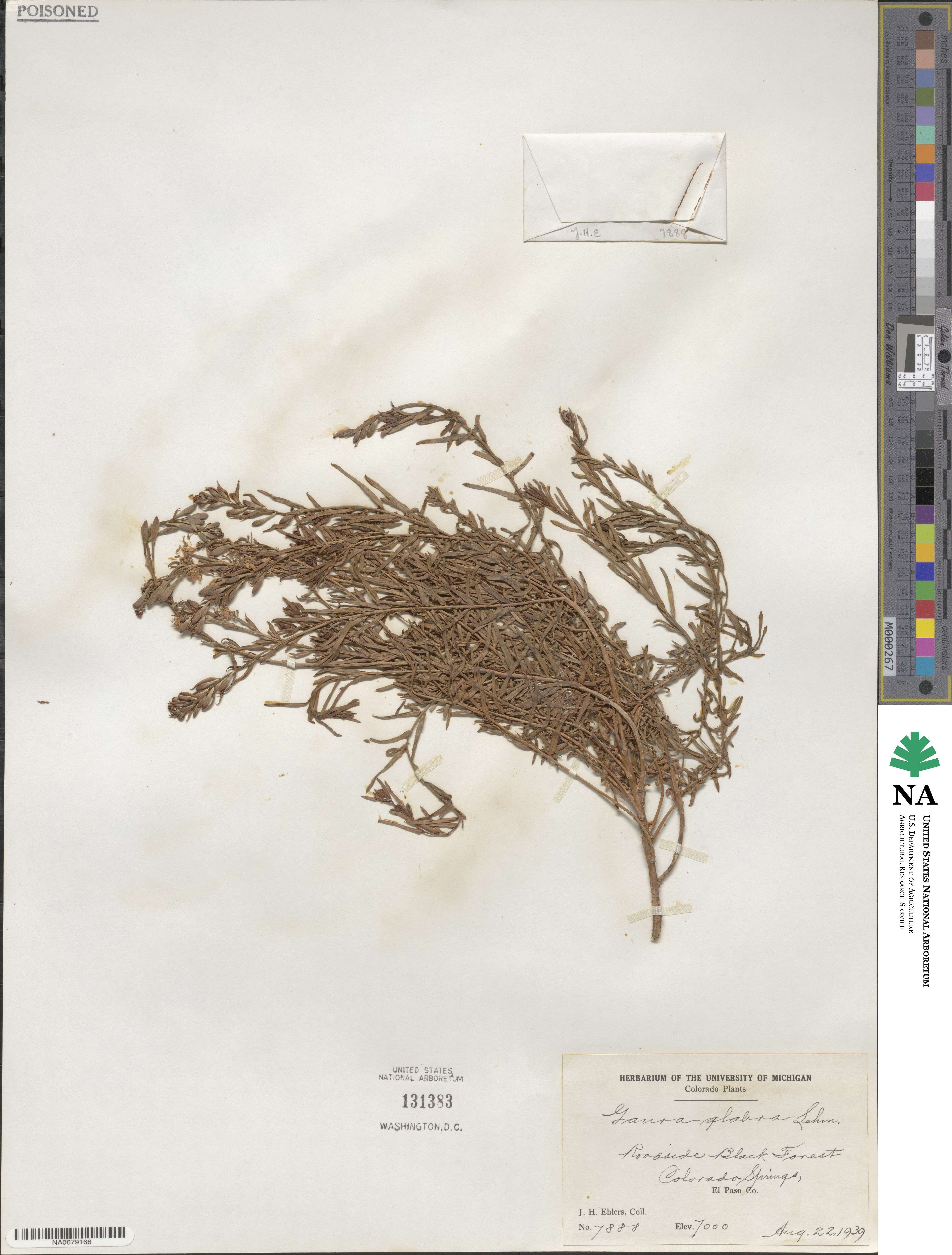 Oenothera suffrutescens image